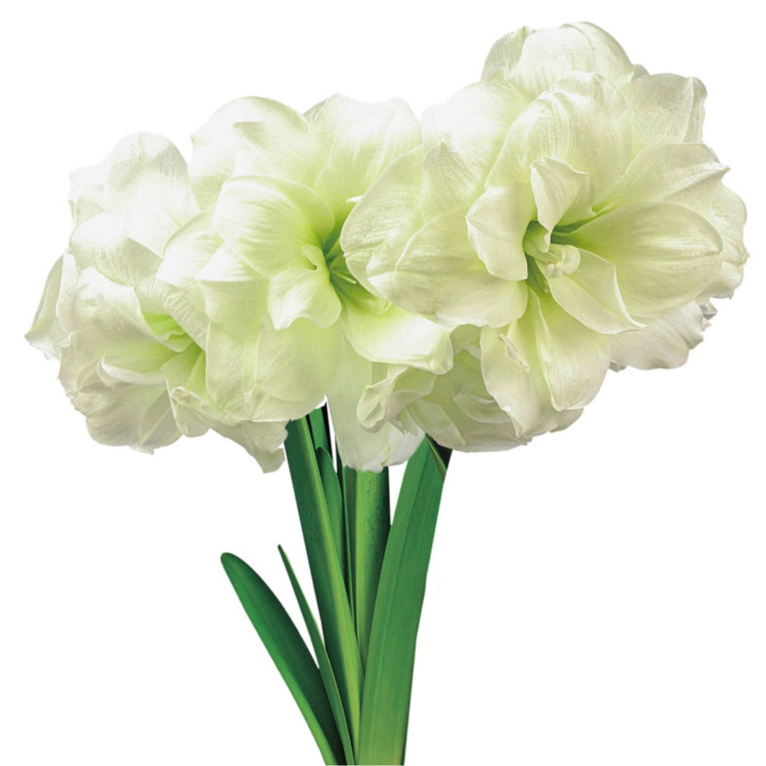 Amaryllis Bulb Collection On Line Sales