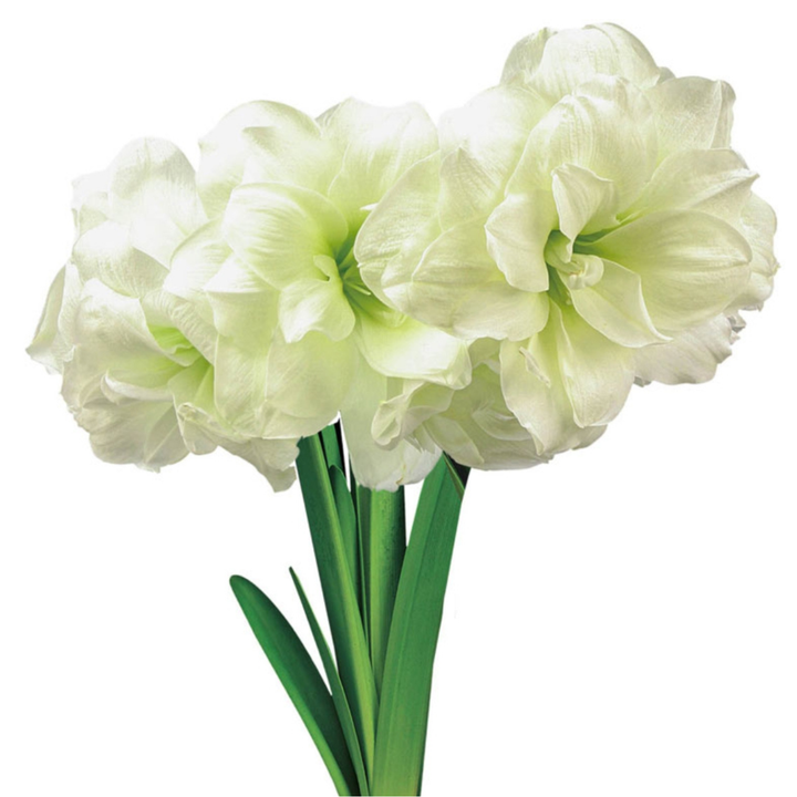 Amaryllis Bulb Collection On Line Sales