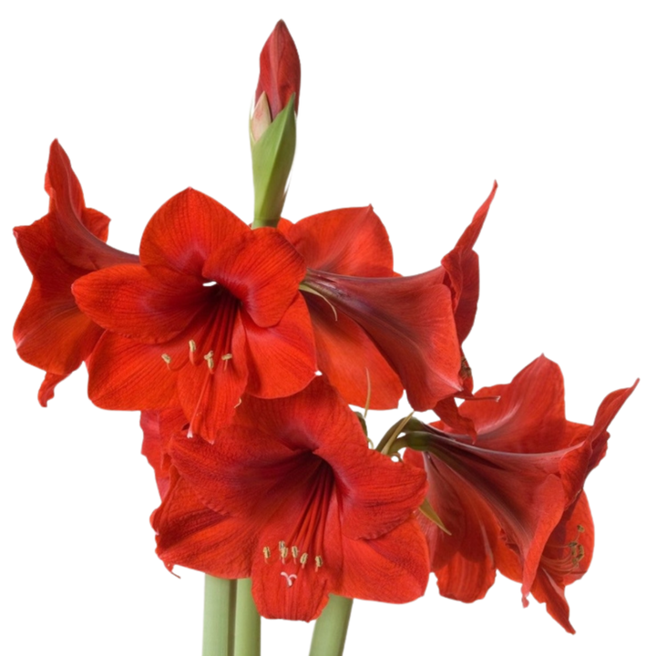 Amaryllis Bulb Collection On Line Sales