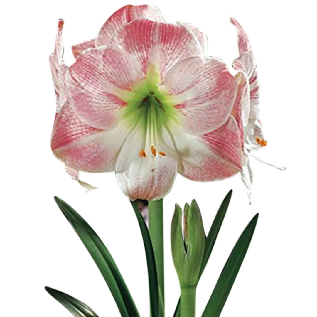 Amaryllis Bulb Collection On Line Sales
