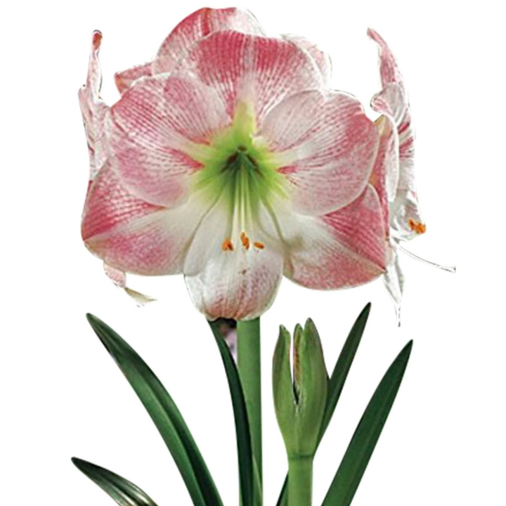 Amaryllis Bulb Collection On Line Sales