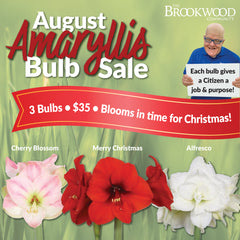 2023 August Amaryllis Bulb Sale