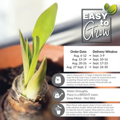 2023 August Amaryllis Bulb Sale