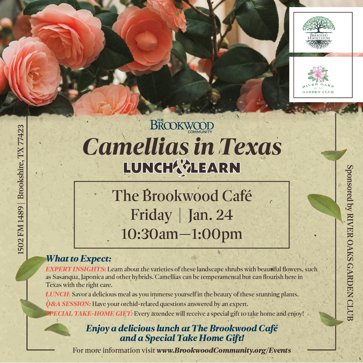 Camellias in Texas Lunch and Learn Jan. 24 The Brookwood Community