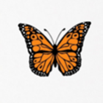 Note Card Butterfly Orange Pack of 10