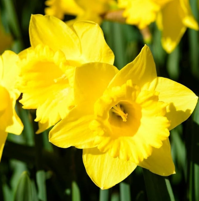 BW Horticulture Gift Box