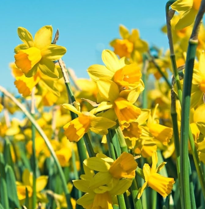 BW Horticulture Gift Box