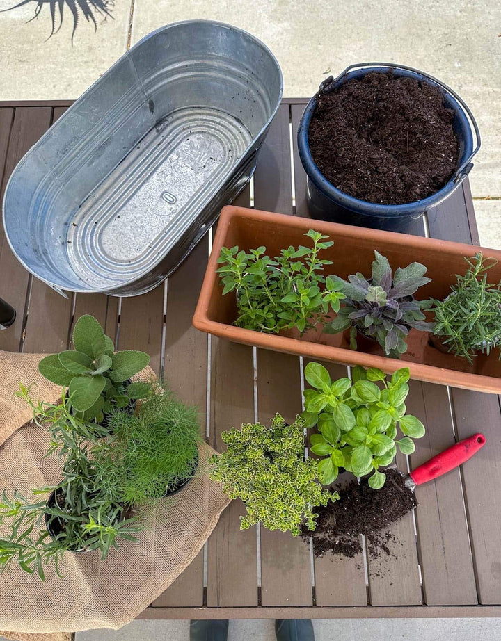 Herb Gardening Workshop Lunch & Learn March 27