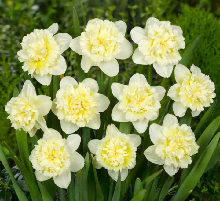 BW Horticulture Gift Box