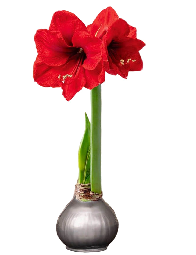 red amaryllis waxed silver