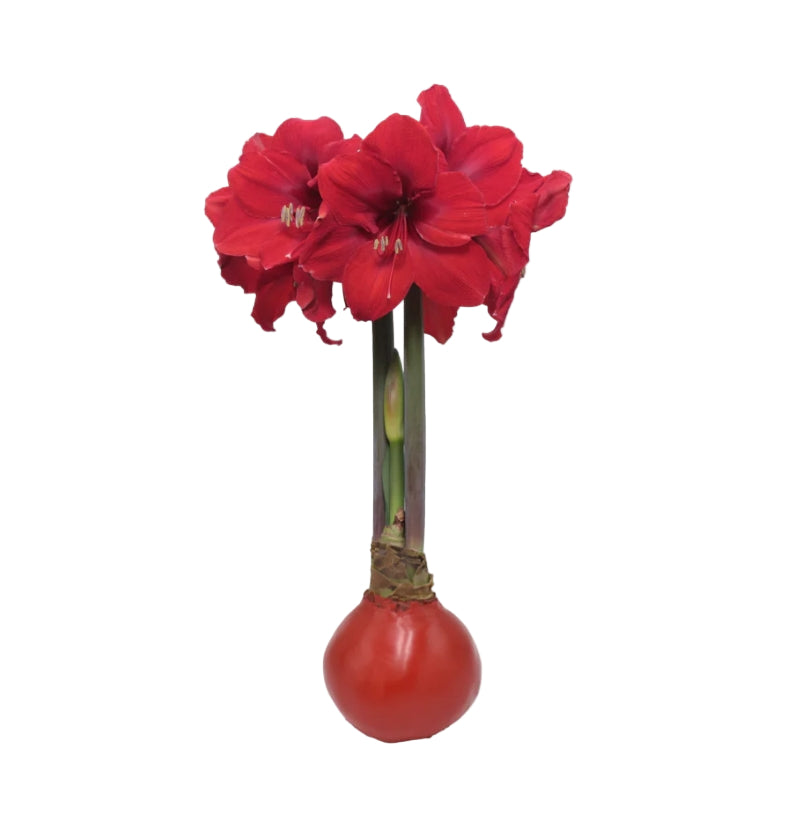 red waxed amaryllis