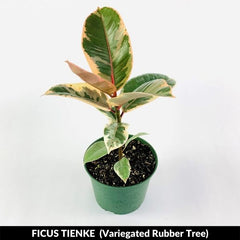 Variegated Rubber Tree