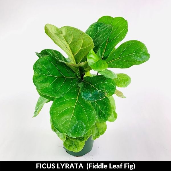 Fiddle Leaf Fig