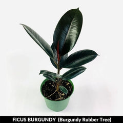 Burgundy Rubber Tree