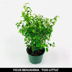 Too Little Ficus