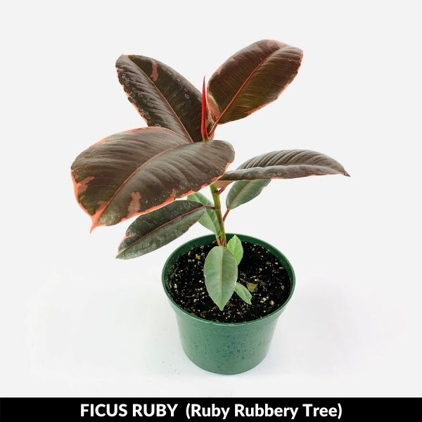 Ruby Rubber Tree