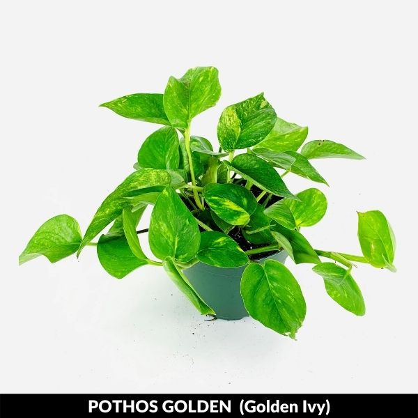 Golden Ivy
