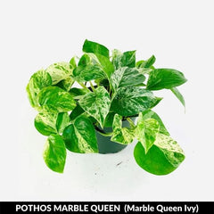 Marble Queen Ivy
