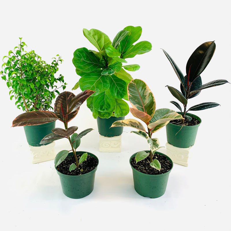 Ficus Collection