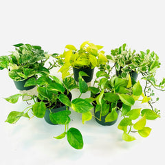 Pothos Ivy Collection
